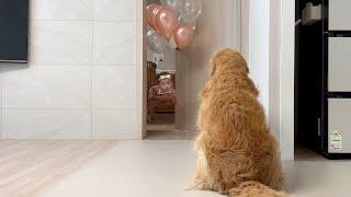 K-dog lifeRetrievers reaction seeing a baby fly away with balloons