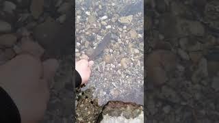 Trout release