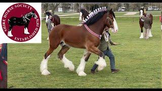 SENIOR GELDINGS National Shire Horse Show in ENGLAND Episode 1 Apollo The Shire