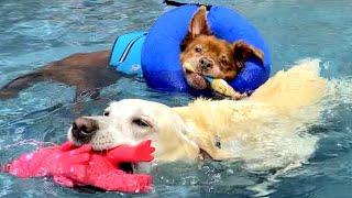 Hilarious DOGS vs SWIMMING POOLS - Watch & laugh