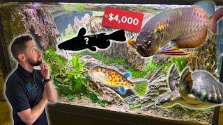 I Found the Most Beautiful and Expensive Fish & Cichlids