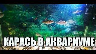 КАРАСЬ В АКВАРИУМЕ.Содержание карася в домашних условиях.ЖИВЕЦ.