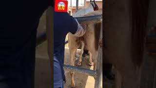  so amazing moments b  #Horse vs man  Compilation #Artificial Insemination of a Mare #shorts