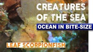 Creatures of the Sea - Leaf Scorpionfish