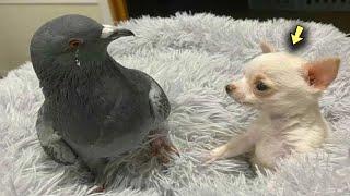 A Pigeon that Can’t Fly  Made Friends with a Puppy that Can’t Walk