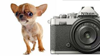 How To Take Paw-dorable Photos Of Your Dog