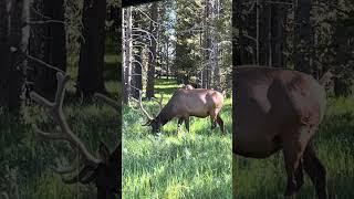 Two Big Ol Yellowstone Bull Elk In Velvet