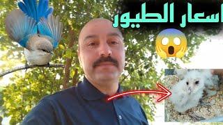 اسعار وانواع الطيور  سمان ملكي يدخل المحمية وطيور جديدة