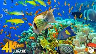 Aquarium 4K VIDEO ULTRA HD - Sea Animals for Relaxation Beautiful Coral Reef Fish in Aquarium