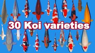 30 Koi Fish varieties types and characteristics