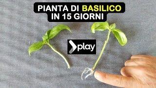 PIANTA DI BASILICO IN 15 GIORNI moltiplicazione per talea semplicissima