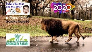 Lions in Action at Knowsley Safari Park Extended Version