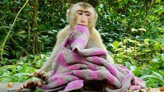 Poor monkey Hero no forget towel while hes very sleepy and maybe he miss his old time at home befor