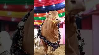 Pathaan  PATHAN CATTLE FARM  BIGGEST MUNDA BACHA#shorts#short#viral#trending#cow#youtubeshorts