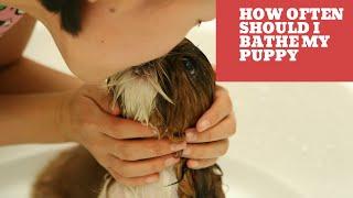 How Often Should I Bathe My Puppy - A Guide For New Dog Owners