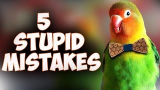 5 Mistakes in Training a LoveBird  Dont Repeat