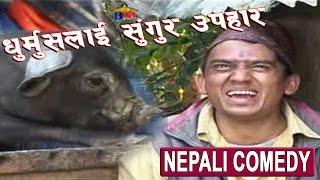 धुर्मुसलाई सुंगुर उपहार  Nepali Comedy Video  Sitaram Kattel Dhurmus