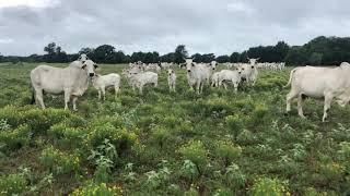 Brahman cows with brahman calves