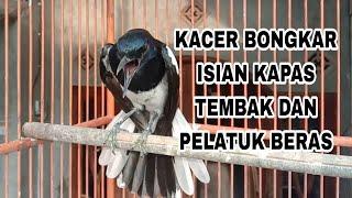 Kacer bongkar isian kapas tembak dan platuk beras cocok buat pancingan Kacer lain..