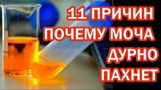 Запах мочи как сигнал болезни 11 причин что вы пахнете аммиаком или еще хуже #здоровье