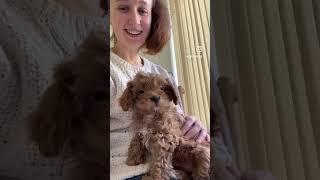 FIRST FORTNIGHT WITH MY CAVAPOO PUPPY RUBY THROWBACK  #Cavapoo #PuppyLove
