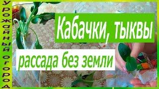 РАССАДА КАБАЧКА И ТЫКВЫ БЕЗ ЗЕМЛИ2 ЛУЧШИХ СОРТА КАБАЧКА