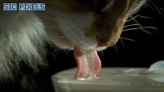 How a Cat Drinks - Amazing Super Slow Motion 2000FPS