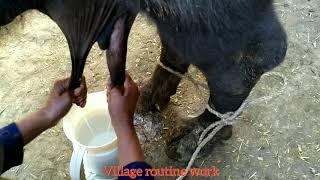 Buffalo milking in village stylewith beautiful sceneasma