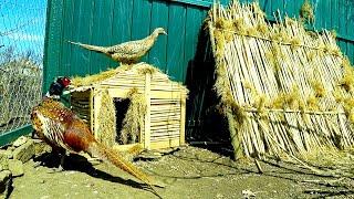 Отличный вольер для фазанов разведение фазанов дома мечта детства сбылась ЧАСТЬ 3