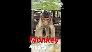 Cute Monkey #shorts