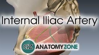 Internal Iliac Artery