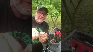 A mango farmer grafting a Glenn variety mango tree #mangofarmers #mangofarming #grafting #mango