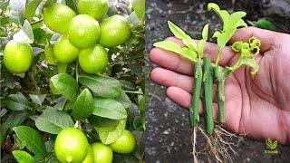 Instant way to propagate lemon trees with 100% success rate.
