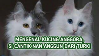 Mengenal Kucing Anggora Ciri Karakter Jenis dan Harganya