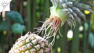 How To Grow Pineapple At Home  Thaitrick