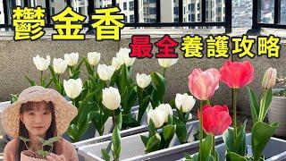 如何种植郁金香？挑选、浇水和施肥经验大全！How to grow Tulips郁金香养护【一月廿七】