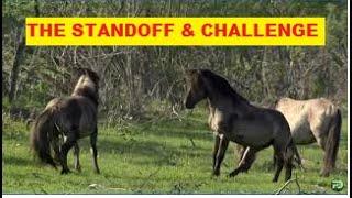 Wild Horse Herds Behavior & Observations - Great Footage Of Wild Herd Interactions