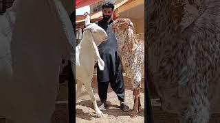 qurbani 2024 Hamza goat farm visit #viral #youtubeshorts