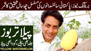 YELLOW Watermelon Variety Developed by PAKISTANI Scientists  May 2024