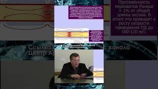 Вячеслав Дубынин \ Миелиновые оболочки перехваты Ранвье #дубынин #мозг #shorts