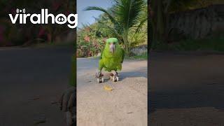 Parrot Shows Off Roller-Skating Skills  ViralHog