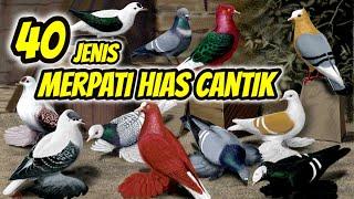 40 Jenis Merpati Hias Cantik Dan Mahal – Part 1