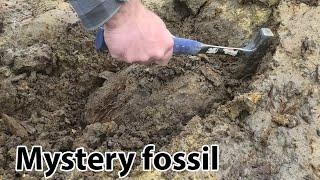 Mystery fossil find investigation