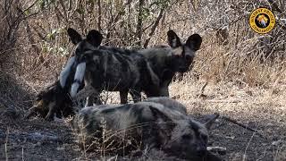 Wild Dog Puppies