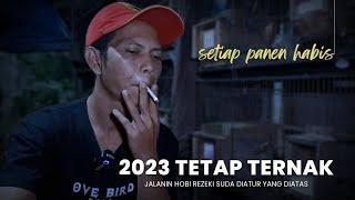 2023 TETAP TERNAK LOVEBIRD⁉️#ternaklovebird  #lovebirddurasi