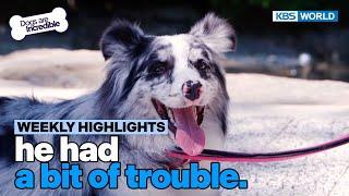 Weekly Highlights He had a bit of trouble. Dogs Are Incredible  KBS WORLD TV 240709