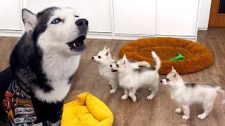 Talking Husky Teaches Tiny Puppies to Sing