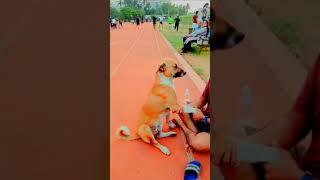 cute dog moment  Massage to dog #youtubeshorts #shorts #shortsvideo#dogshorts