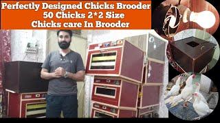 Aseel Chicks Care In Brooder or Cage Full Information by Pakaseels Best Chicks Brooder Designe