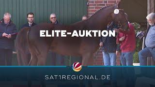 Die besten Holsteiner Pferde werden bei Elite-Auktion in Elmshorn ausgezeichnet